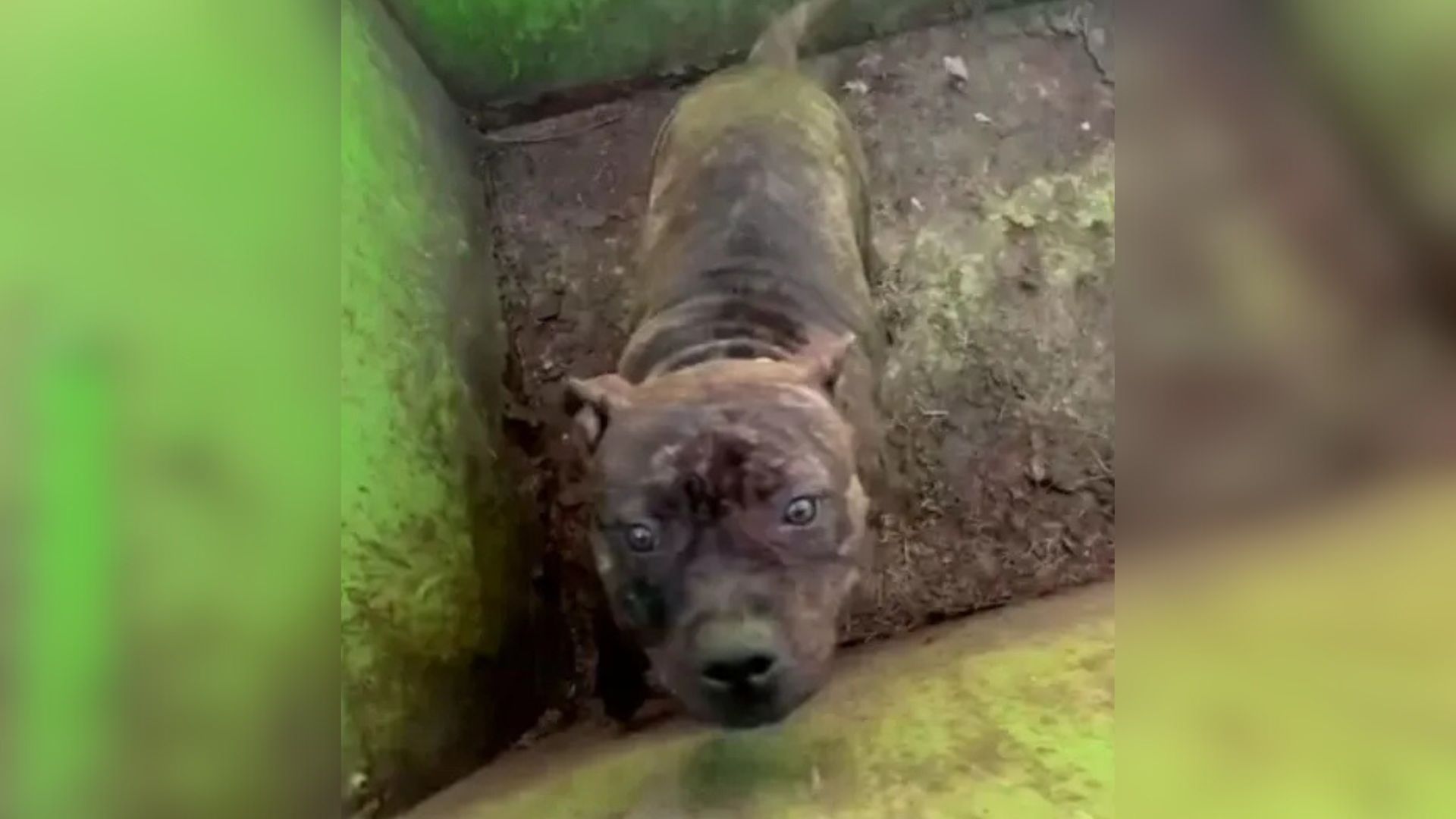 Missouri Team Opens A Dumpster And Is Greeted By Eyes That Melt Their Hearts