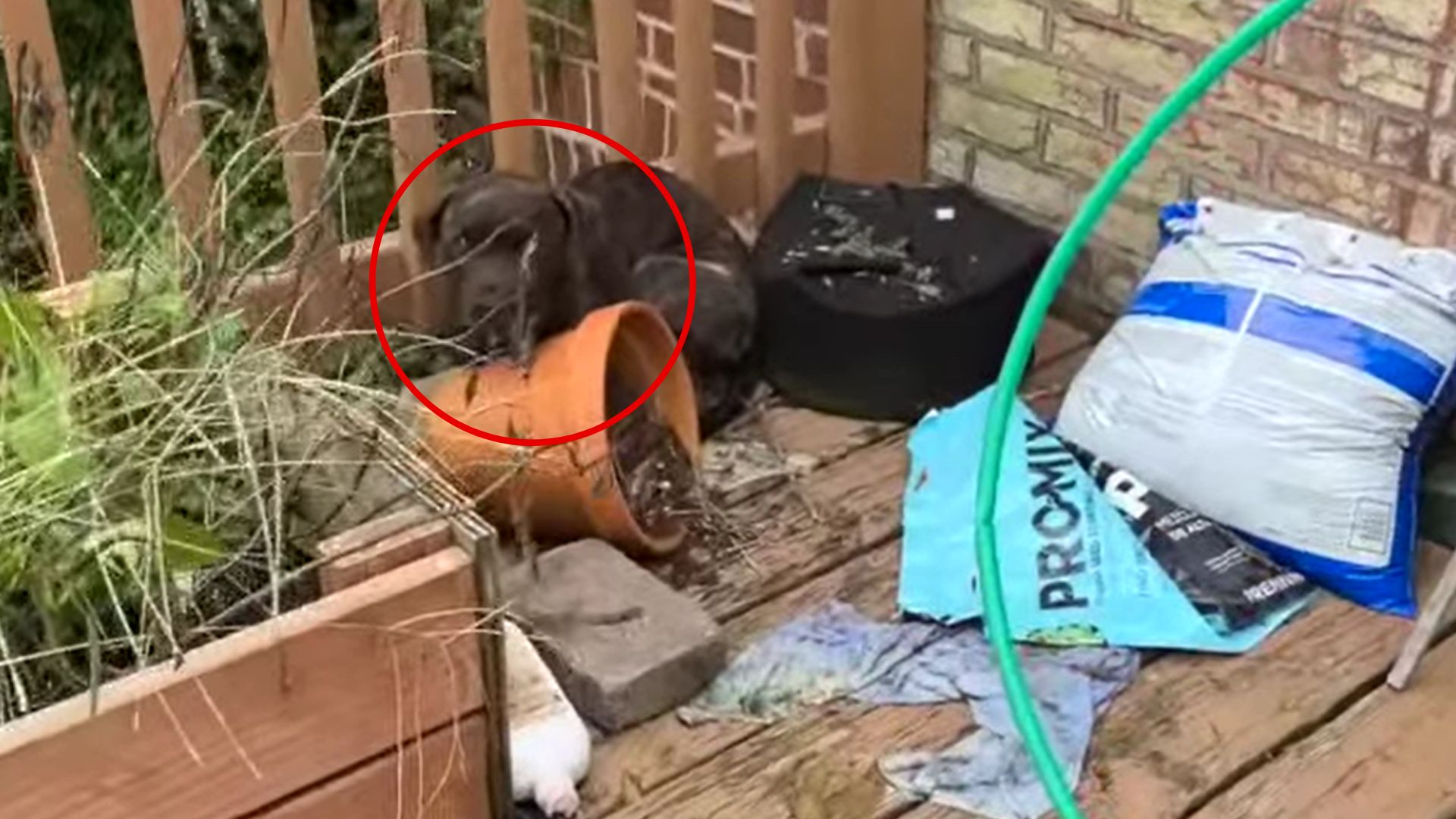Missouri Woman Finds Her Porch Ruined And Is Shocked To Discover Who Was Responsible