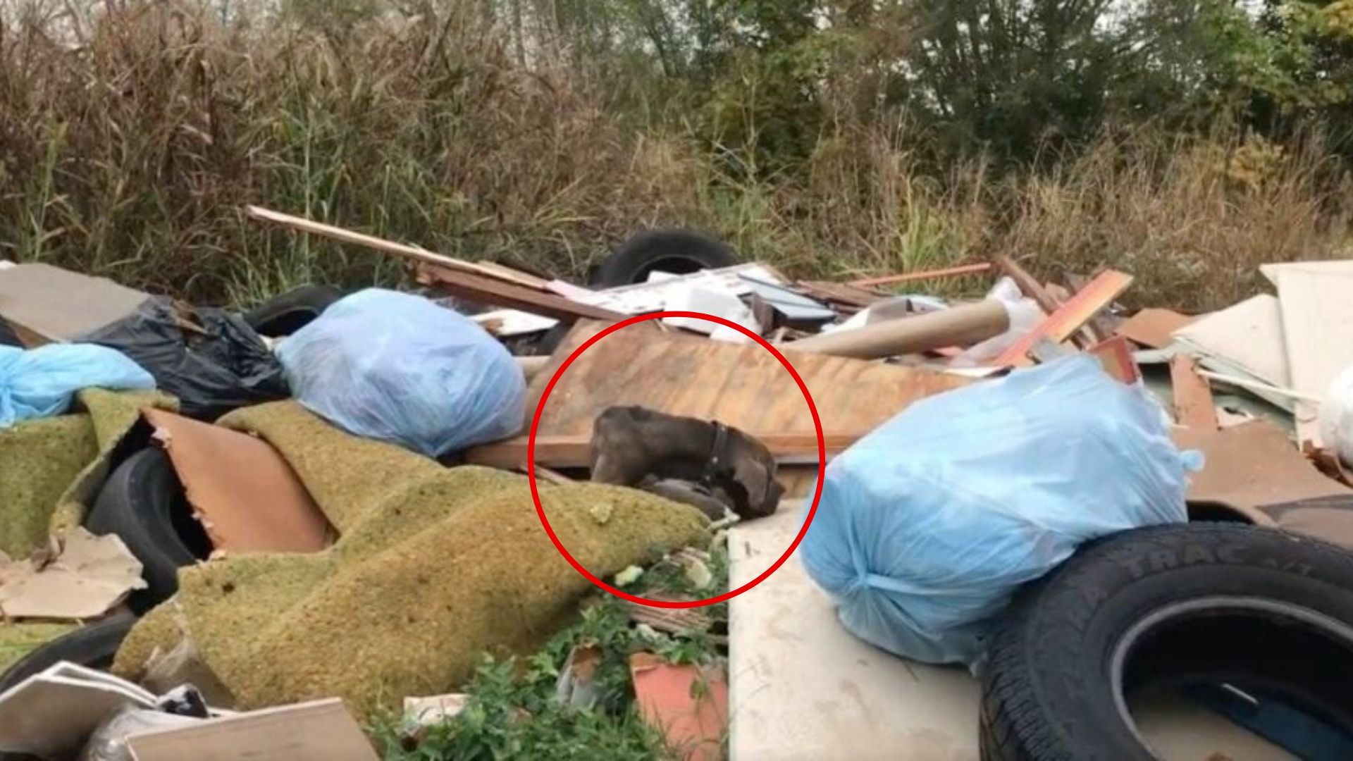 Missouri Woman Saw Something Moving In A Trash Pile, What She Found Left Her Shocked