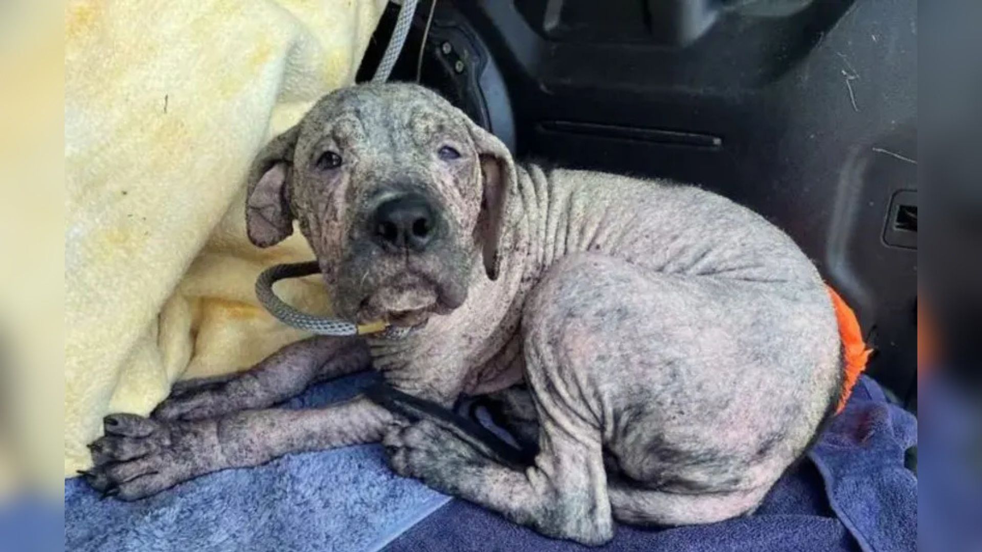 Missouri’s Hairless Dog Stuns Everyone With His Astonishing Transformation Into A Brand-New Dog