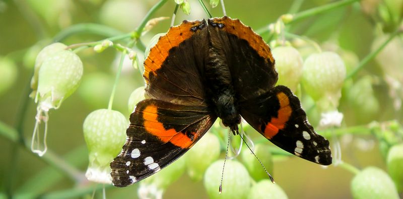 Red Admirals