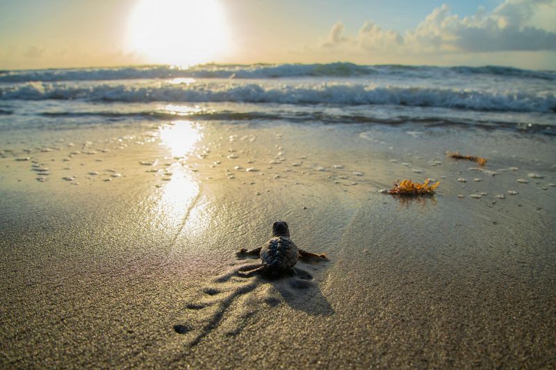 Sea Turtle Hatchlings