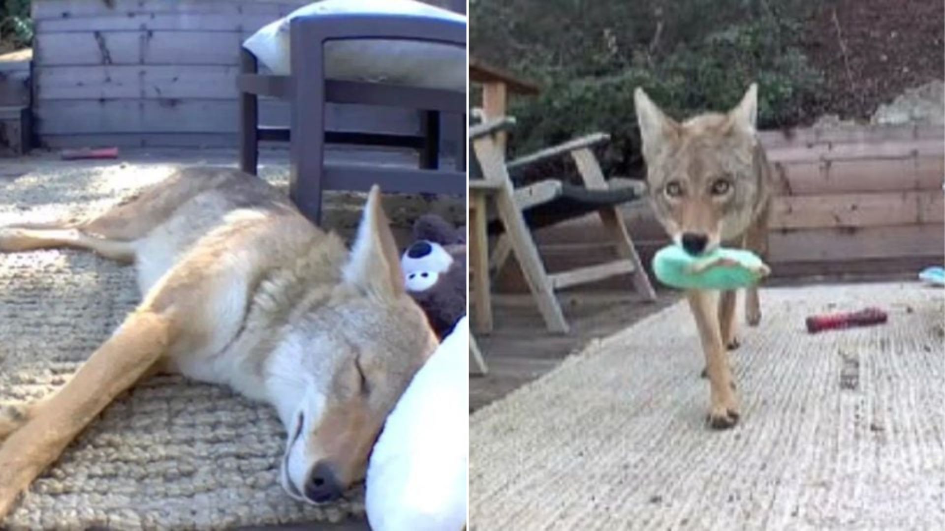 coyote playing with toys on porch