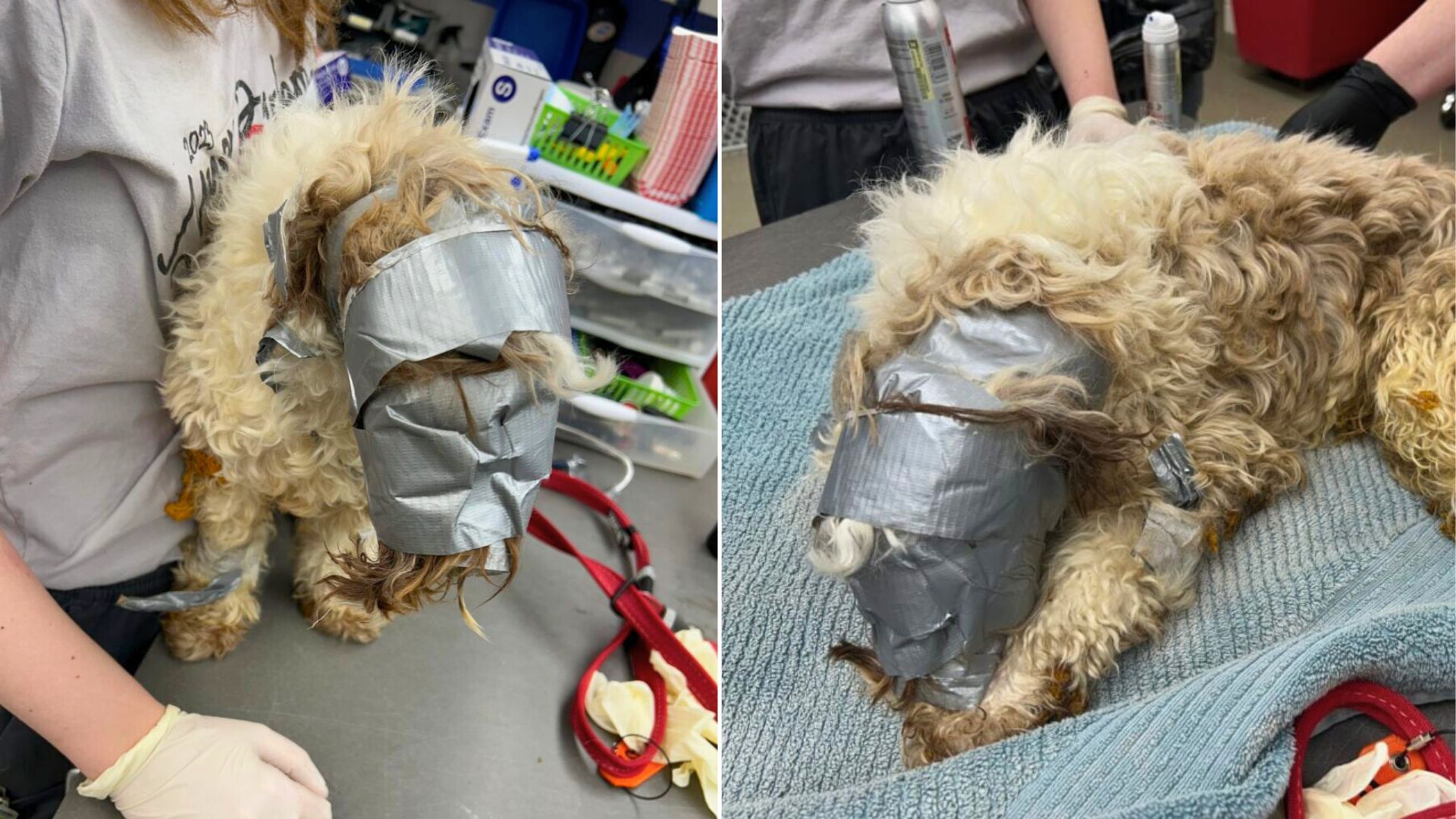 Nebraska Puppy Discovered In Dumpster With Face Taped Shut Leaves Rescuers Reeling