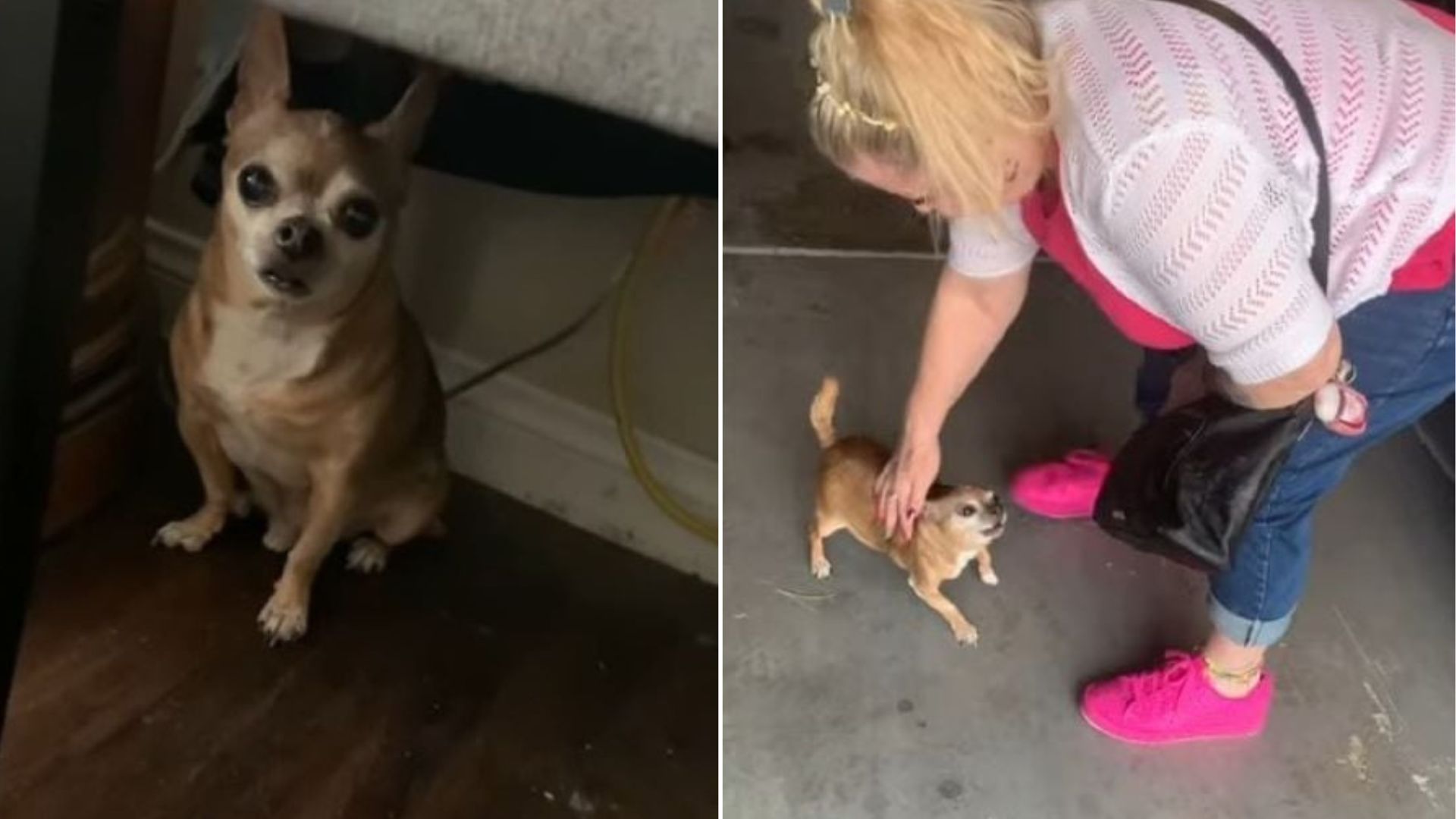 Nevada Chihuahua Rescued From Abandonment Struggles With Heartbreaking Separation Anxiety