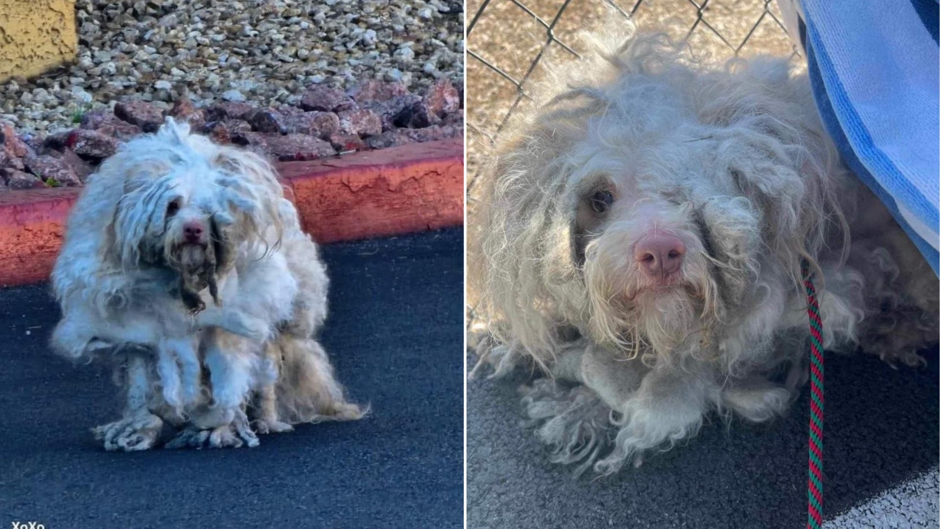 Nevada Dog’s Severe Matted Coat Made It Impossible For The Vet To See If He Had Two Eyes
