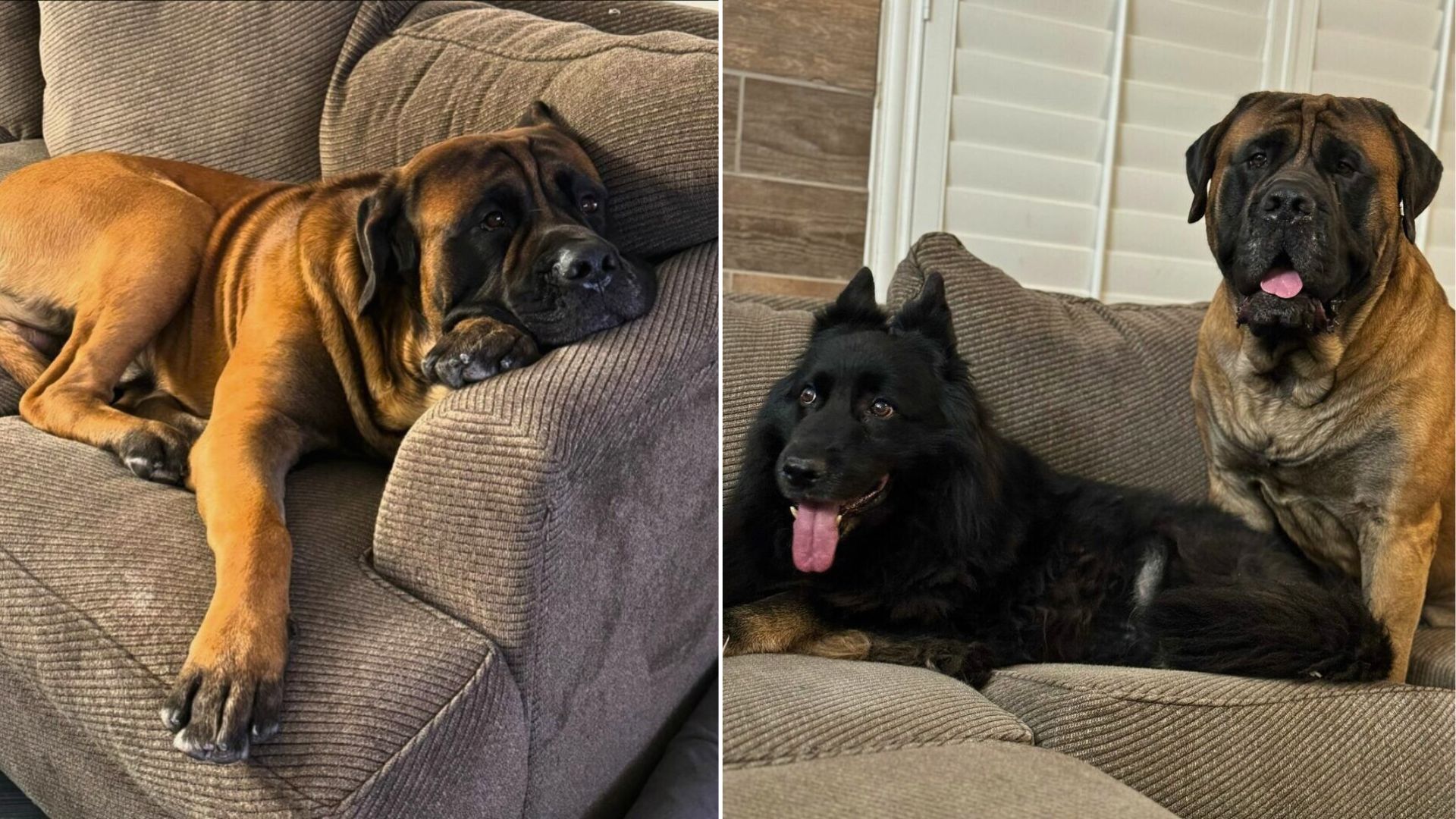 Nevada Gentle Giant Can’t Cope With Grief After Sister’s Passing Leaves A Void He Can’t Fill