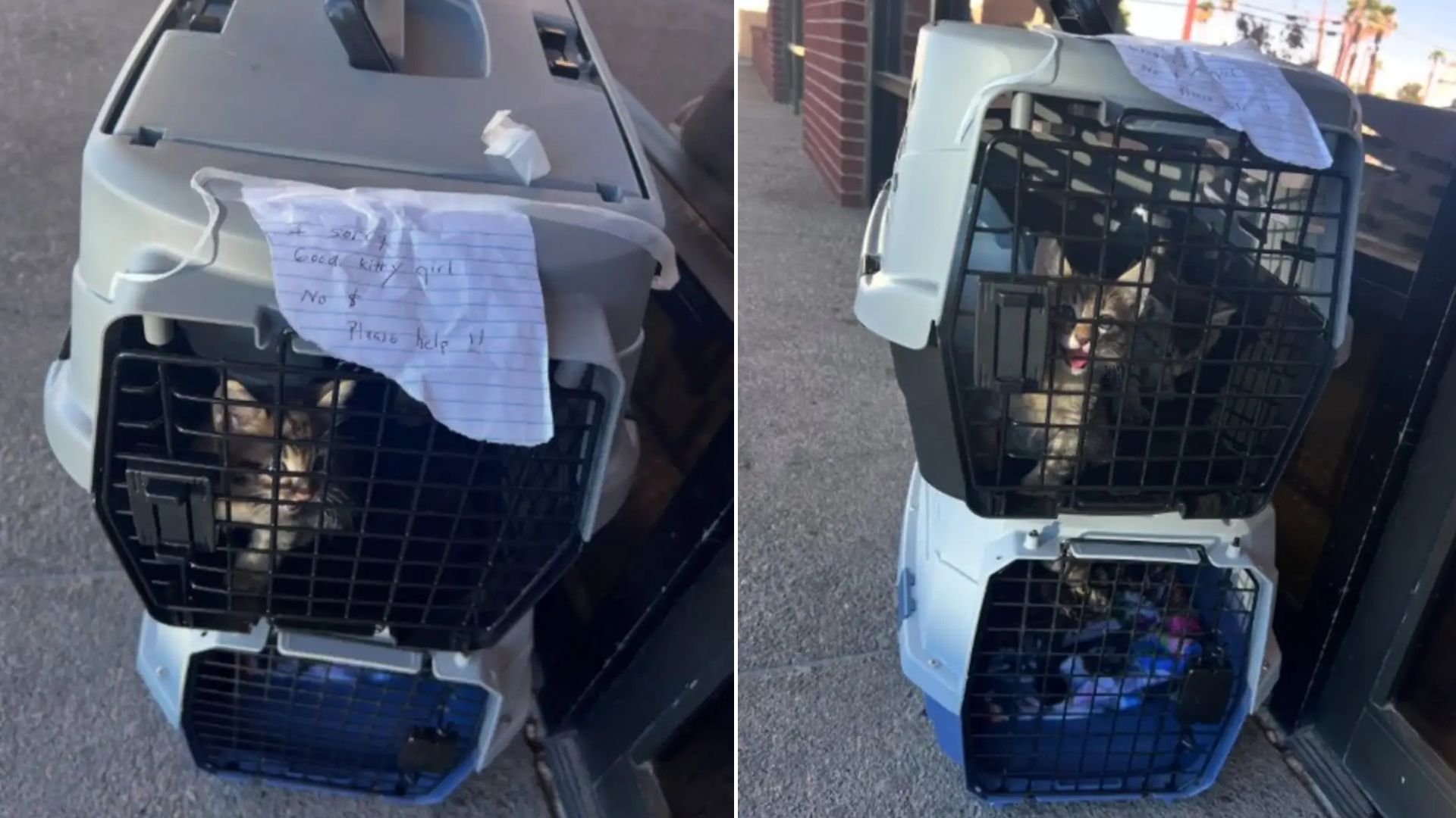 Nevada Staff Member Steps In To Save A Tiny Family Left With A Heartbreaking Note In The Scorching Sun