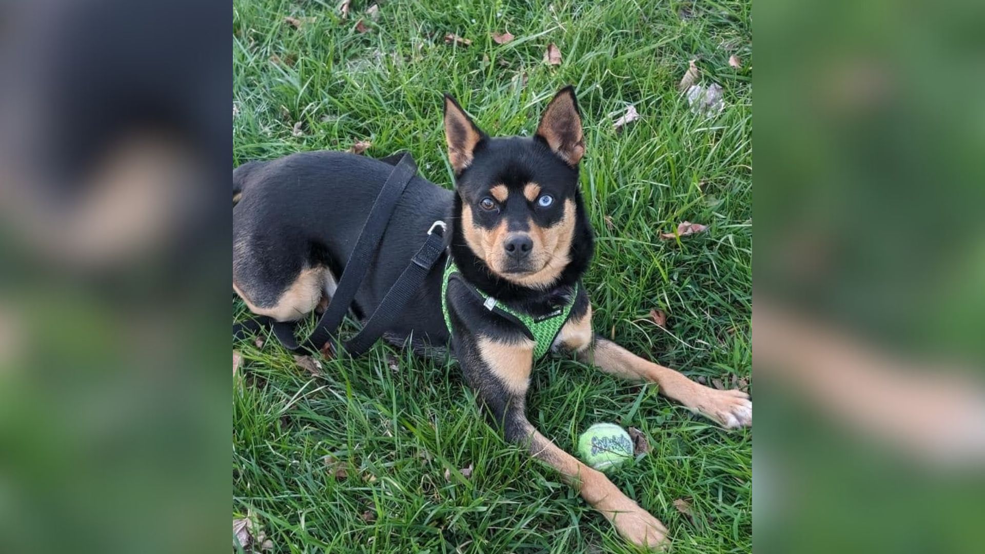 New Jersey Dog Sent Back To Shelter In 48 Hours For ‘Aggression’ Is Actually A Loving Snuggle Bug