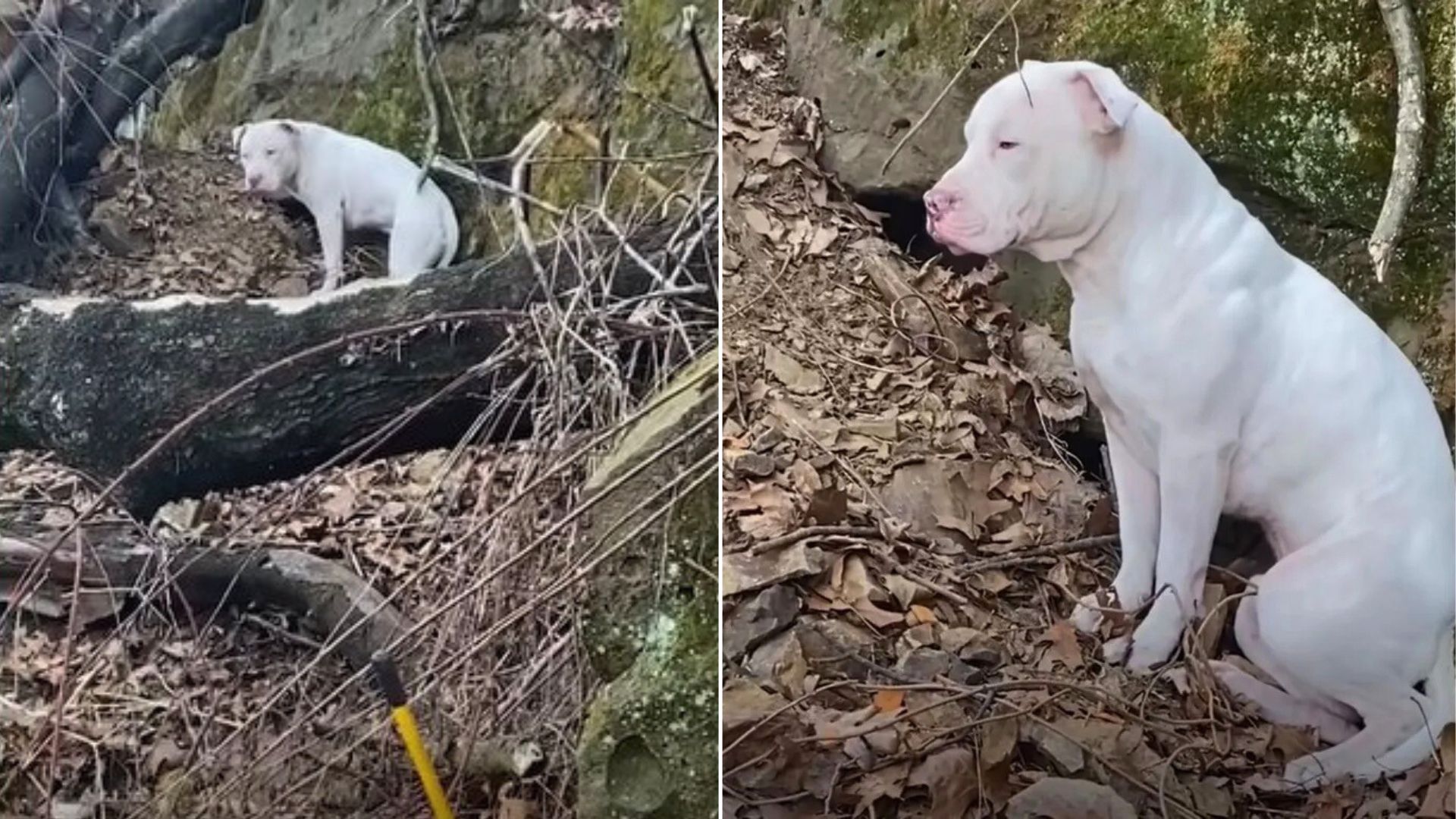 New Jersey Dog Who Was Stranded On A Cliff Surprises Foster Parents With The Most Incredible Act