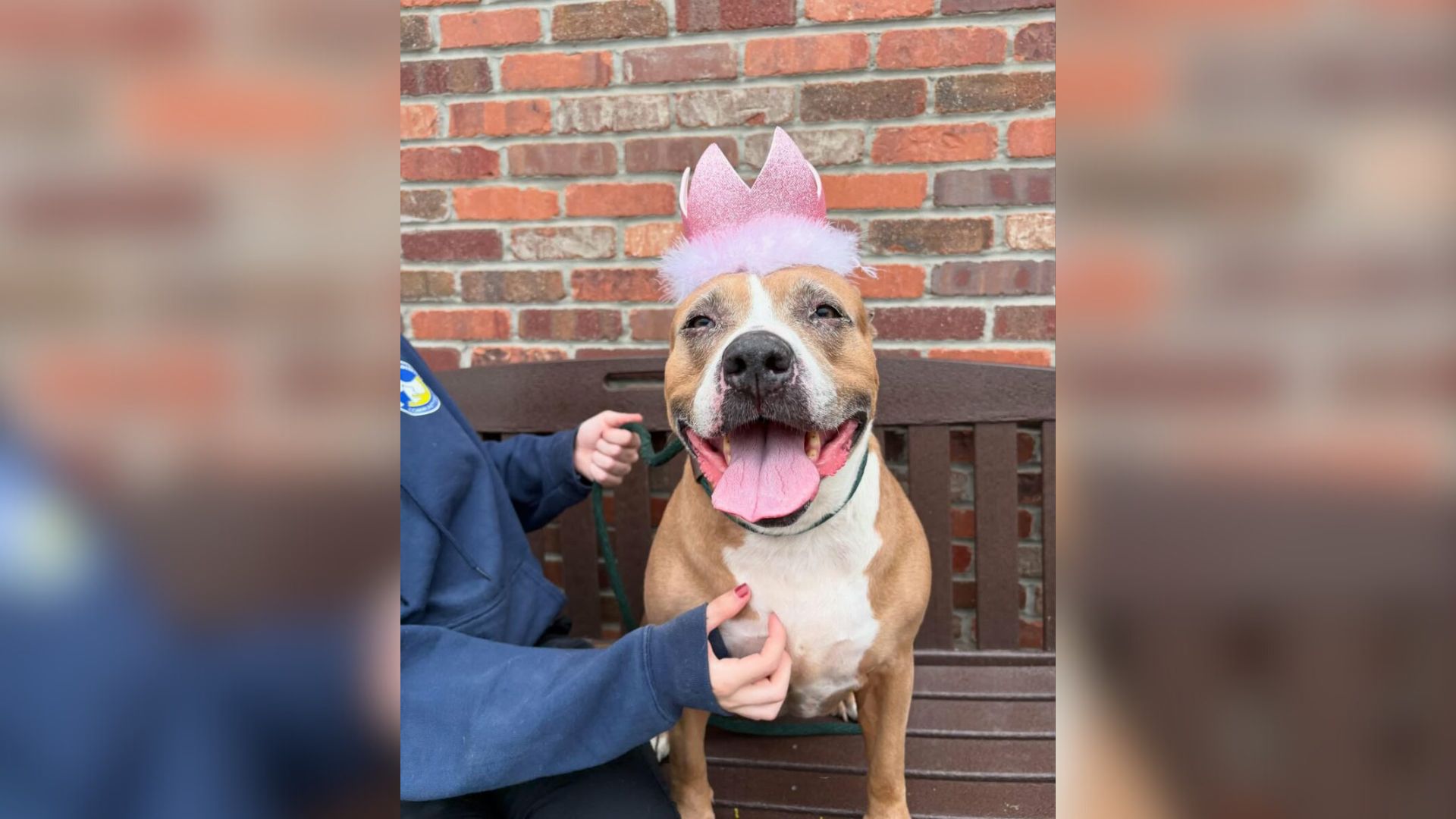 New Jersey’s Beloved Pittie Who Captivated Hearts Online Is Still Seeking A Family After 400 Days