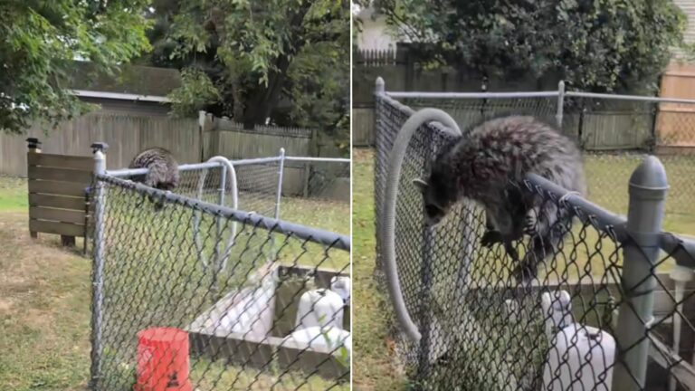 animal stuck on fence
