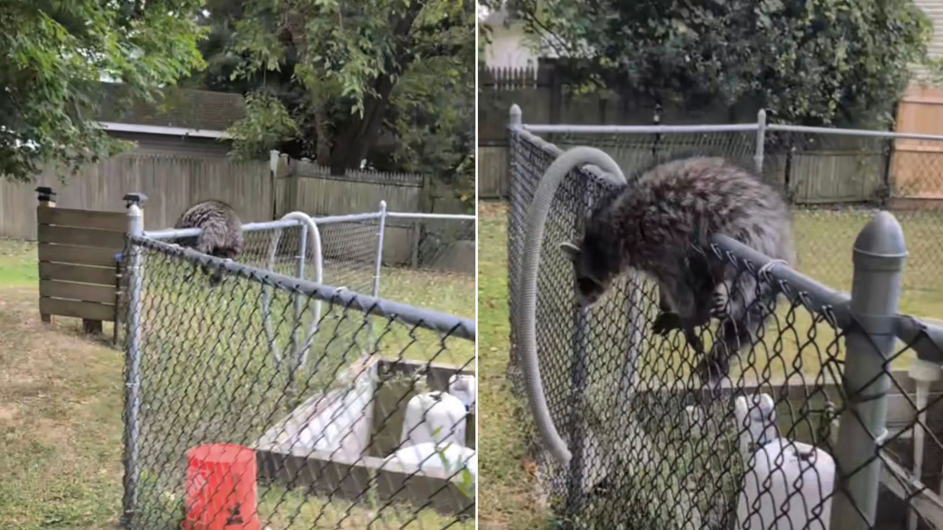 animal stuck on fence