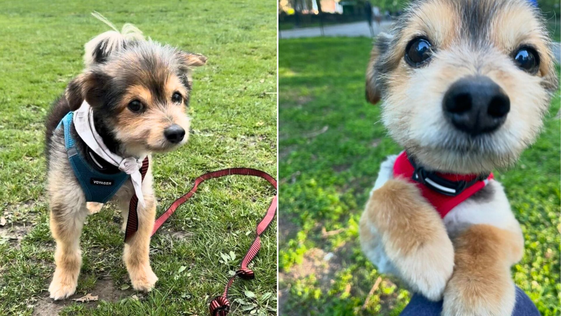 New York Dog Looks Like A Puppy — But His Real Age Left Everyone Stunned