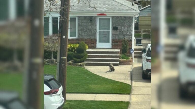 dog on street