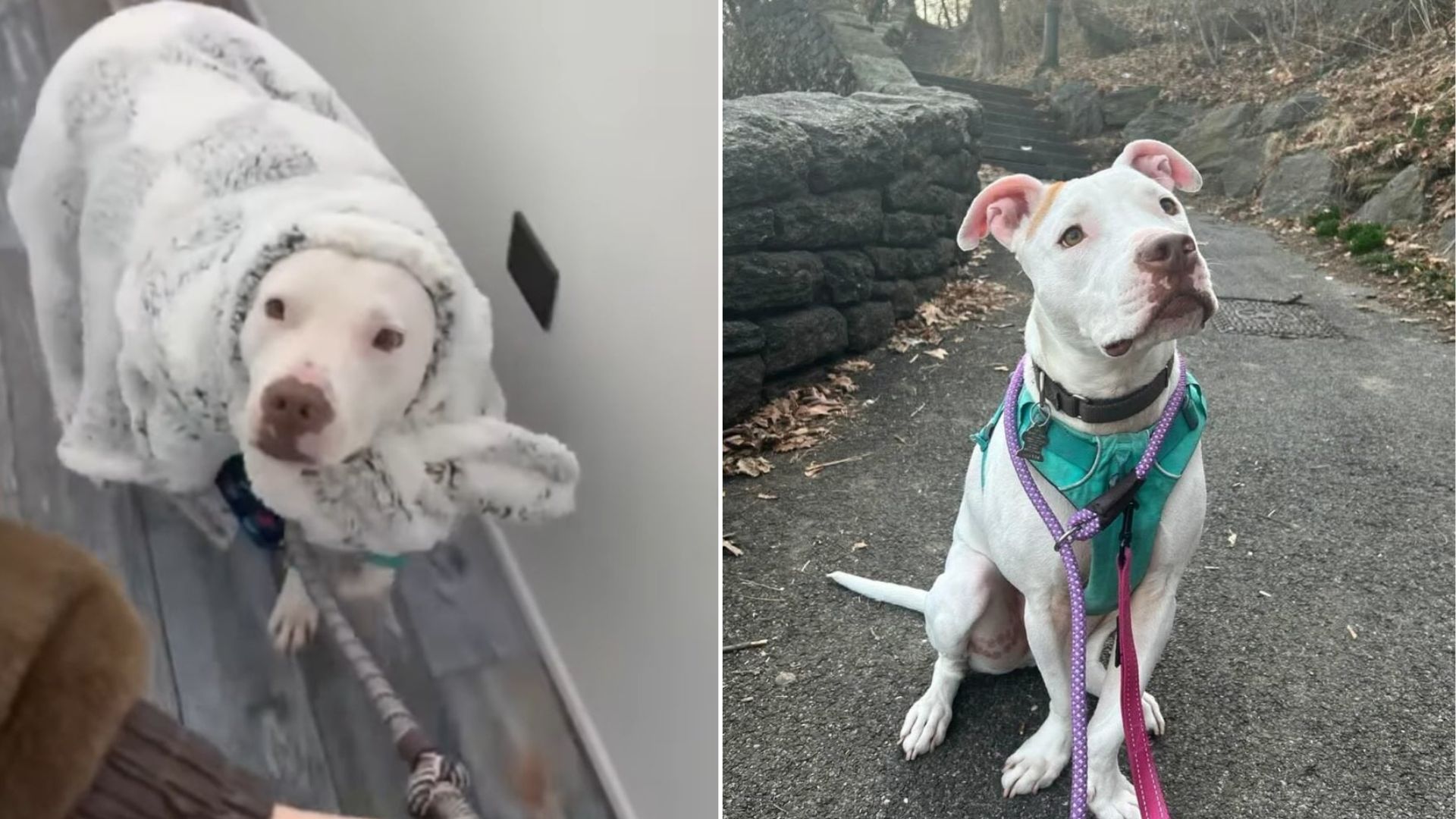 New York Dog With A Blankie And A Broken Heart Waits For 314 Nights For A Family That Never Comes