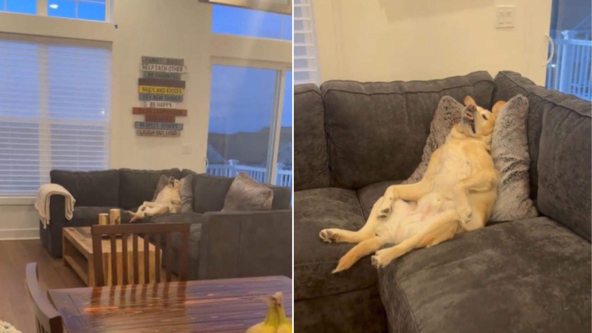 New York Dog’s Chill Vibes After Being Left Alone Win Hearts Everywhere