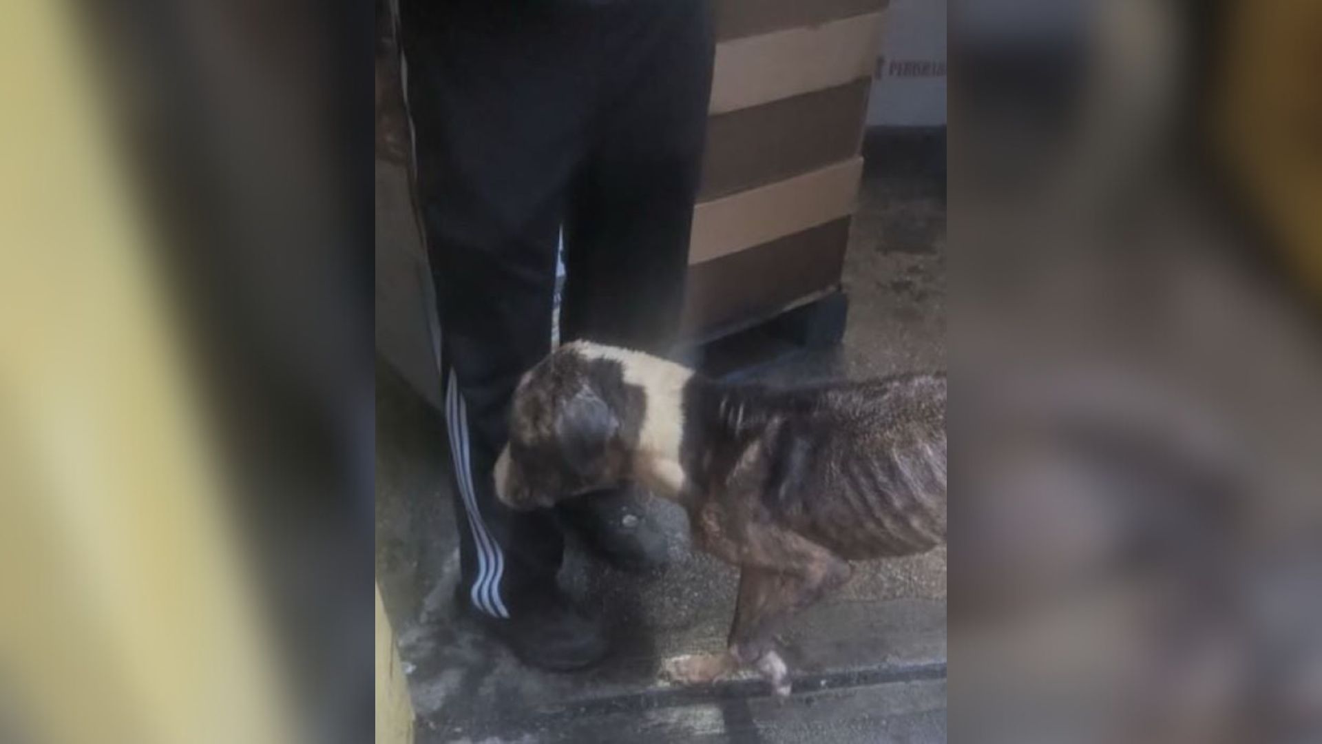 neglected dog
