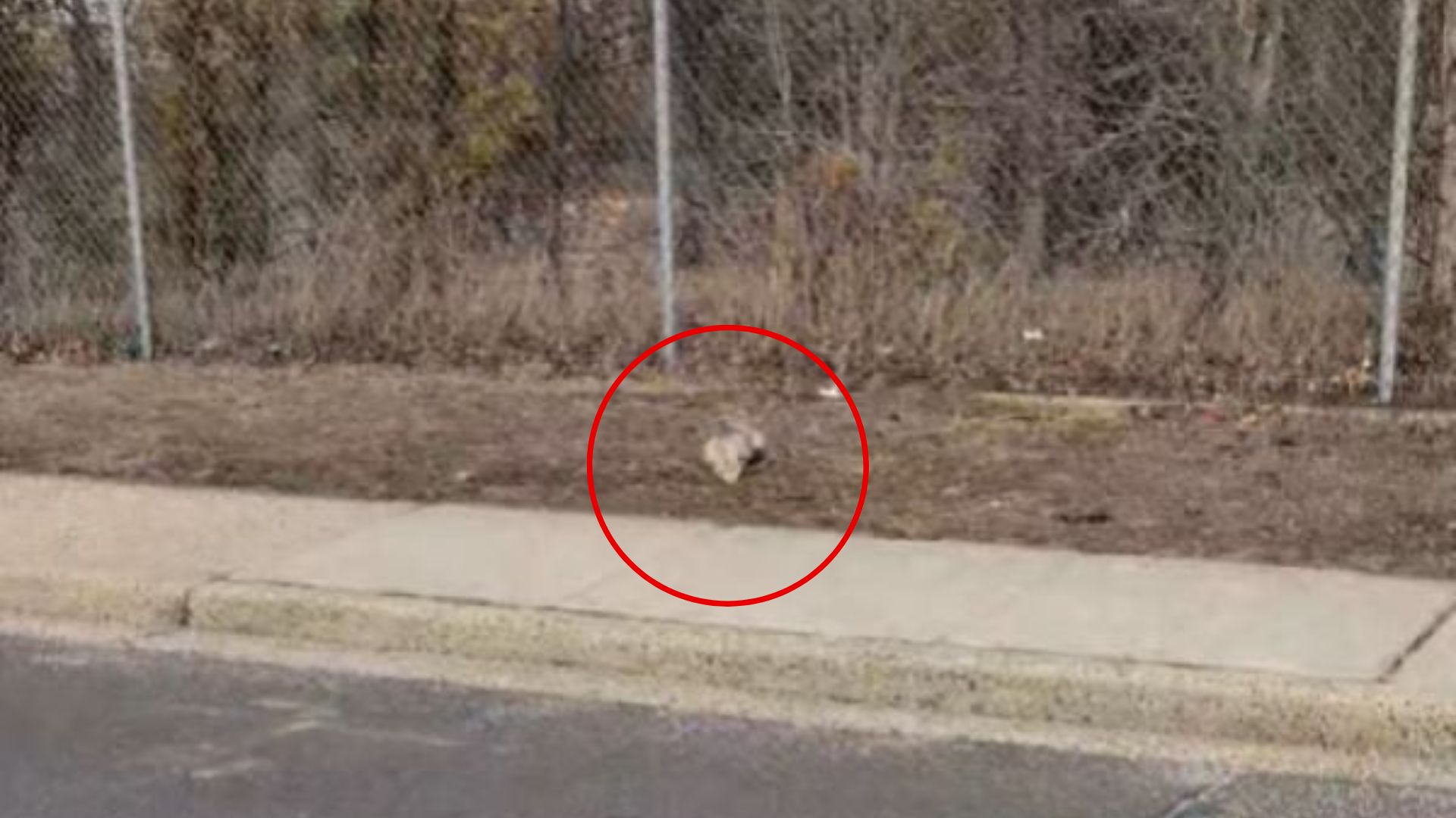 New York Driver Notices A Mysterious Pile Near The Road, And It Changes Everything