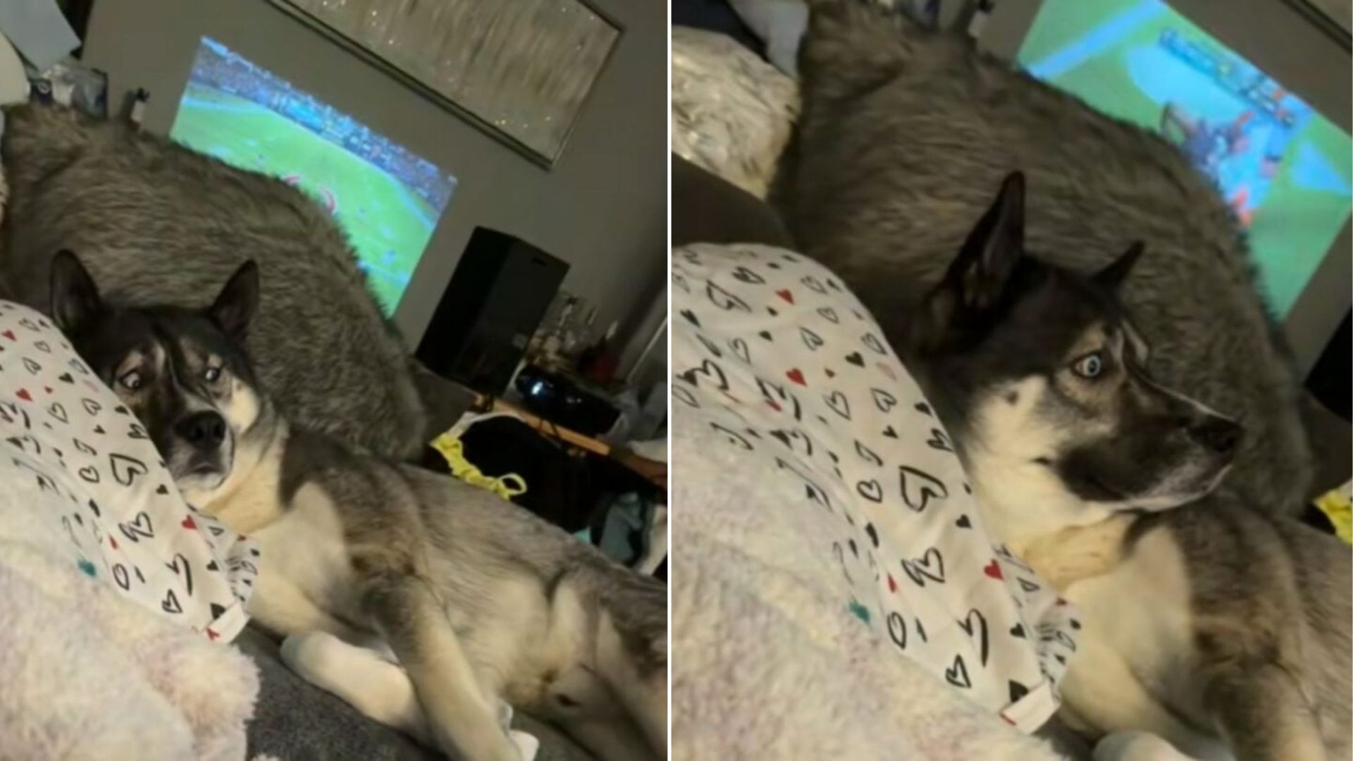 dog laying on bed