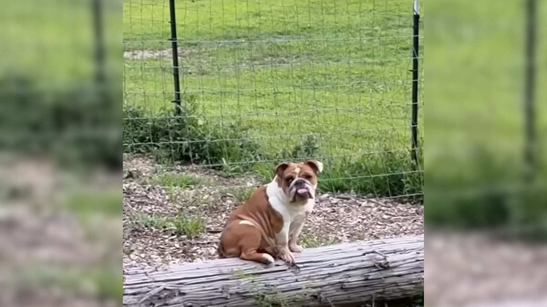 New York Family Finds Mysterious Dog Waiting By Their Goat Fence And Realizes Why She Came to Them