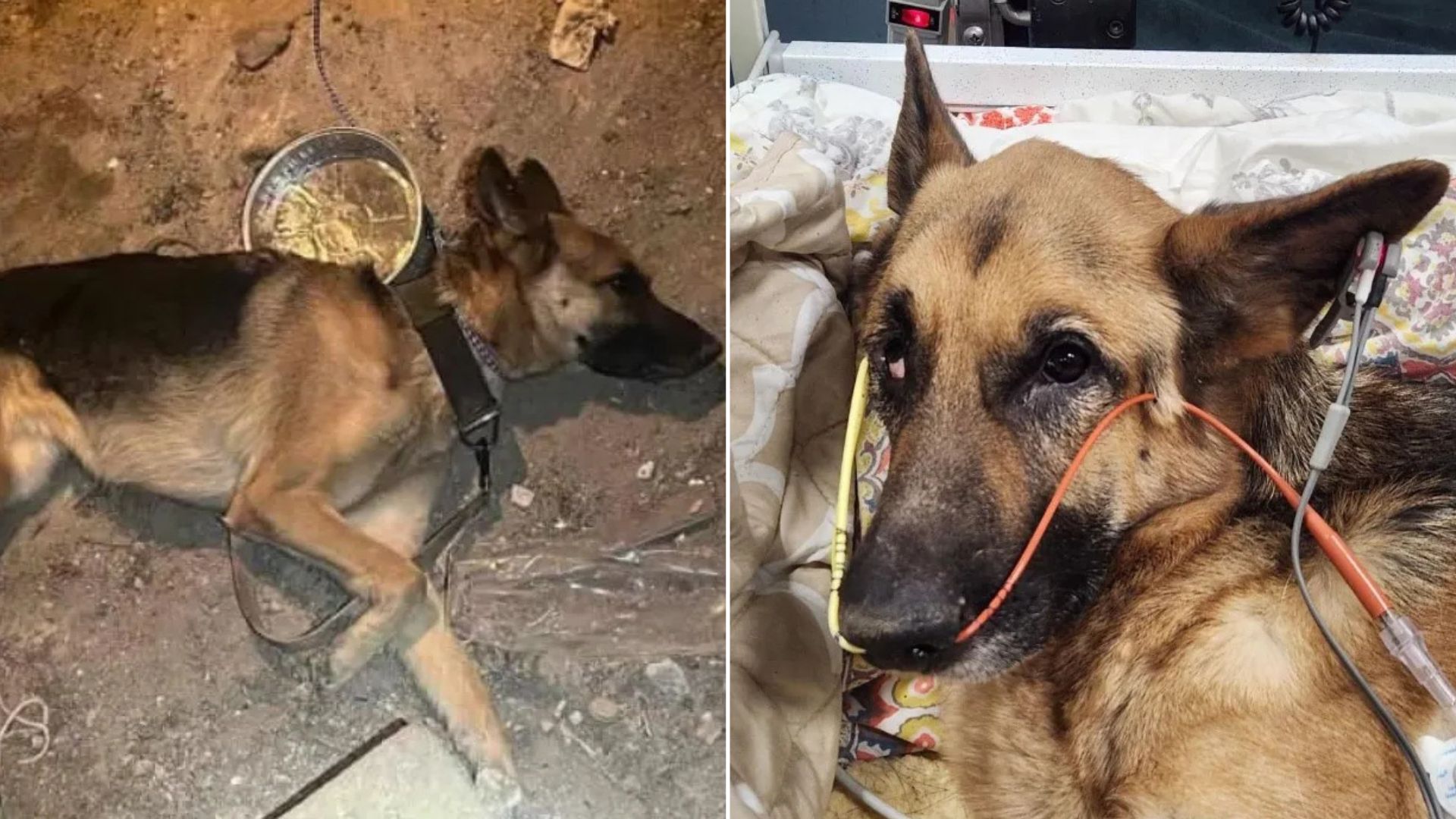 New York German Shepherd Found Tied By Owner In Basement, Surviving On Gravel