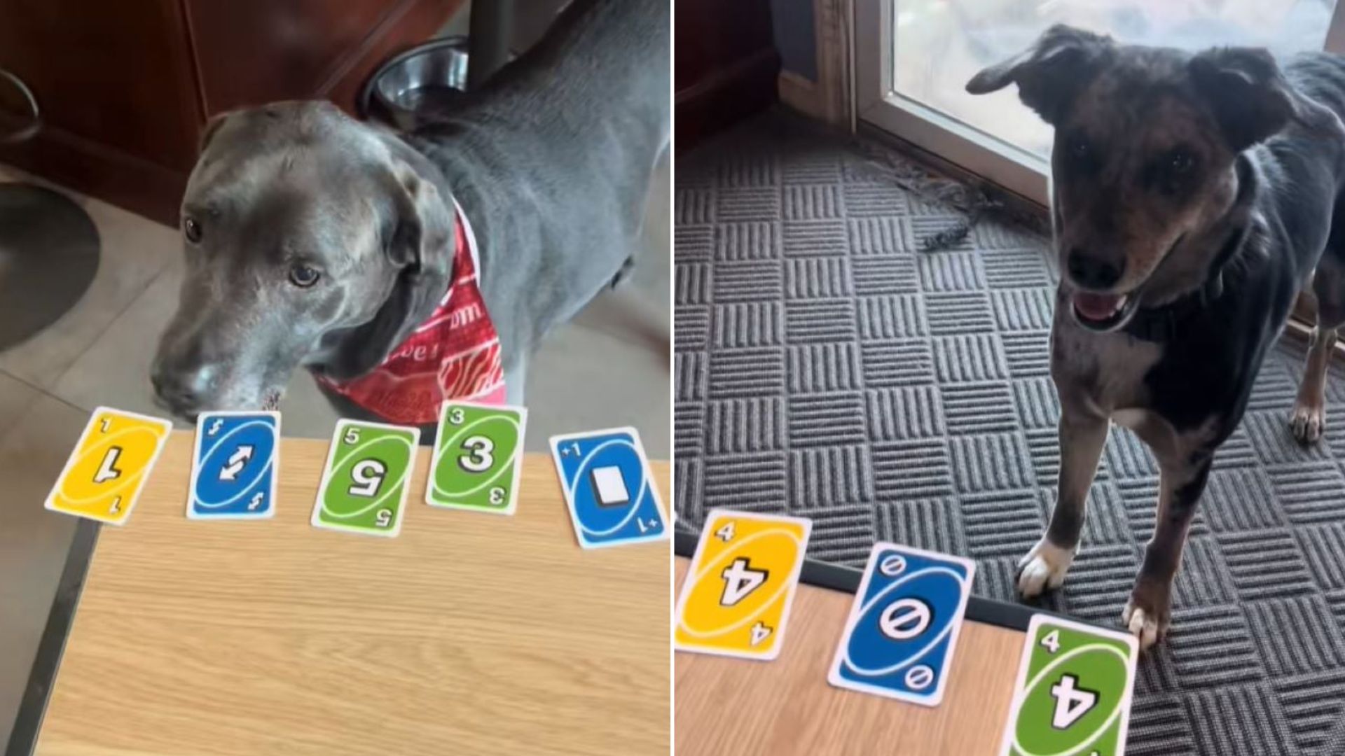New York Girl’s Unbelievable Video Of Dogs Playing Uno Takes Social Media By Storm