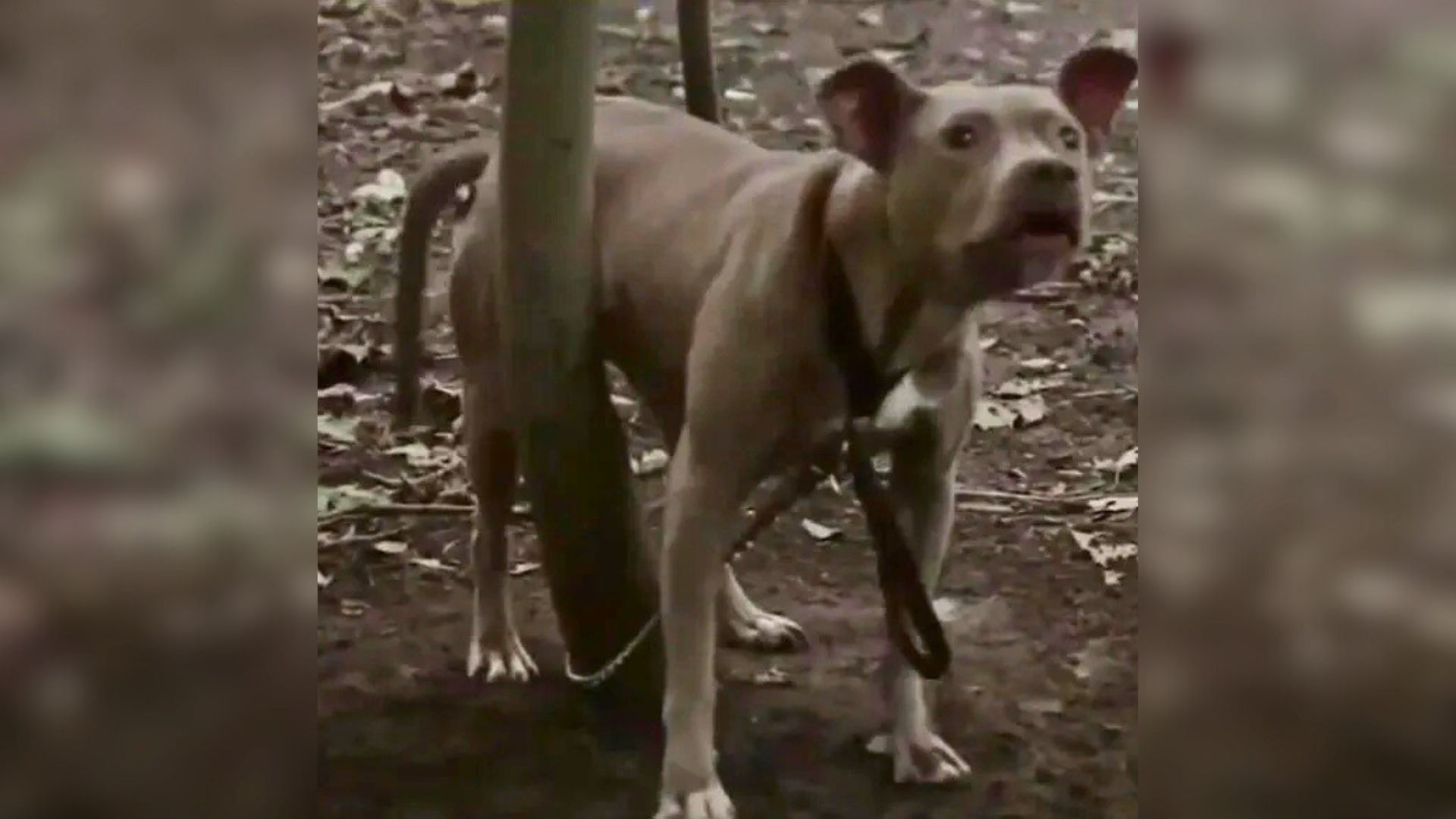 New York Jogger Spotted A Pit Bull Tied To A Tree Deep In The Woods, So He Quickly Reacted