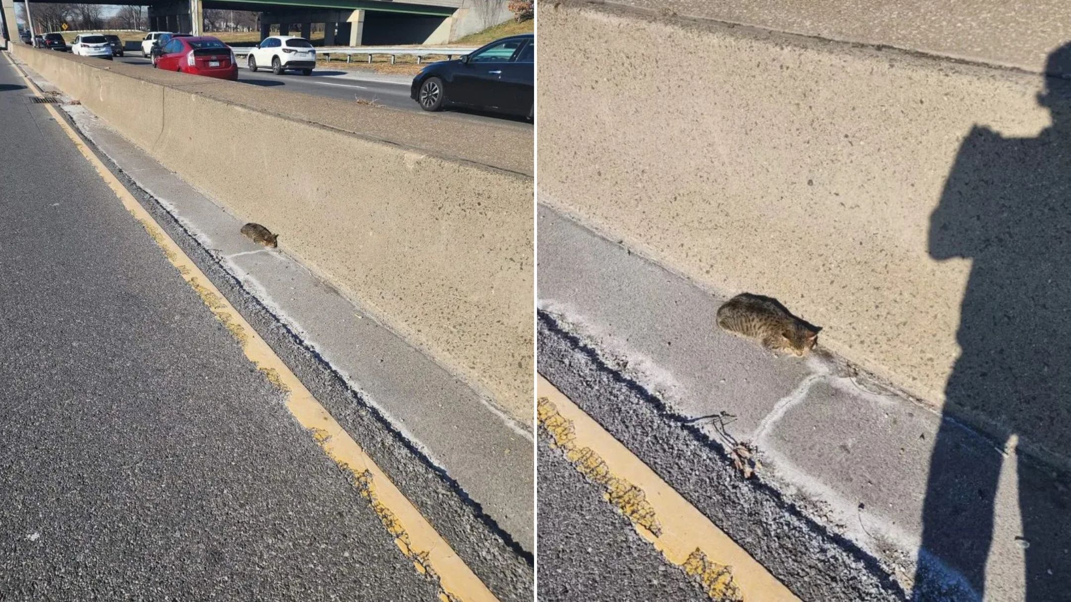 New York Man Spots Something Trembling On The Highway, What He Found Left Him Stunned