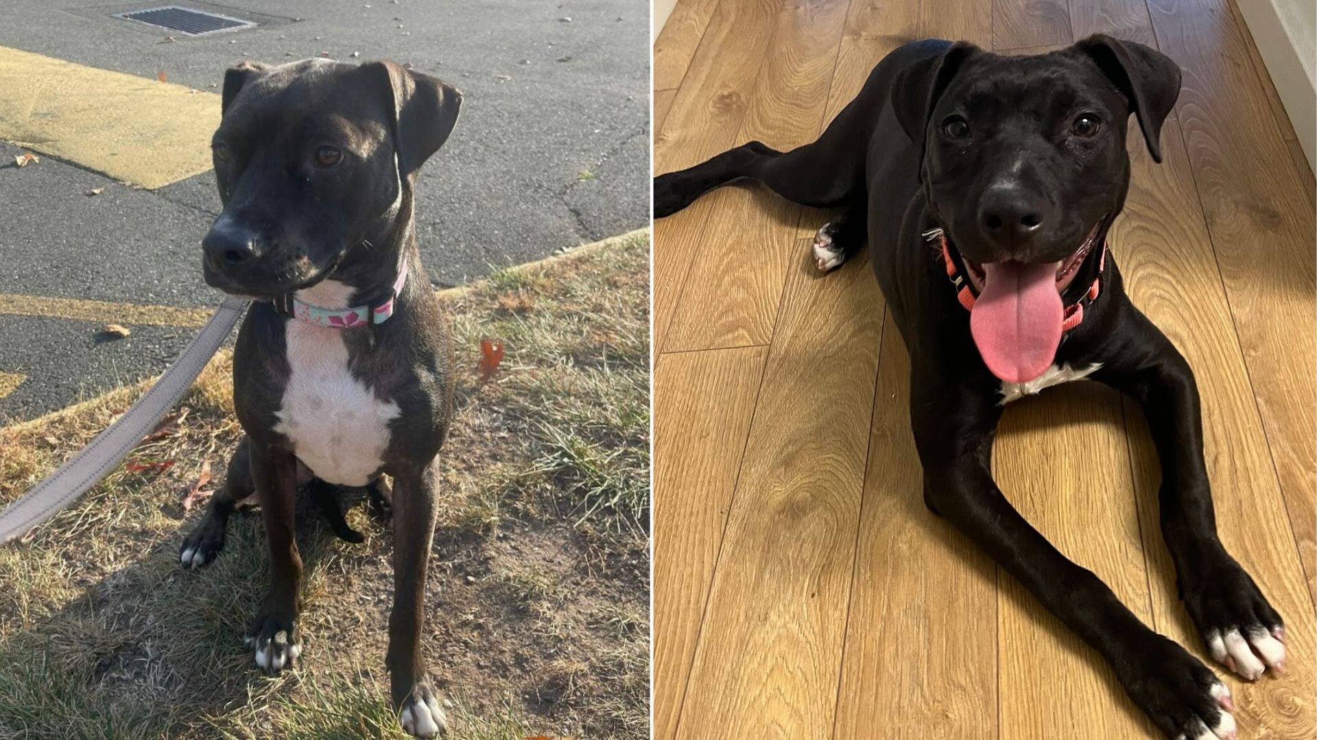 New York Pittie Labeled ‘World’s Loneliest Dog’ Moves Through 8 Foster Homes In 2 Years