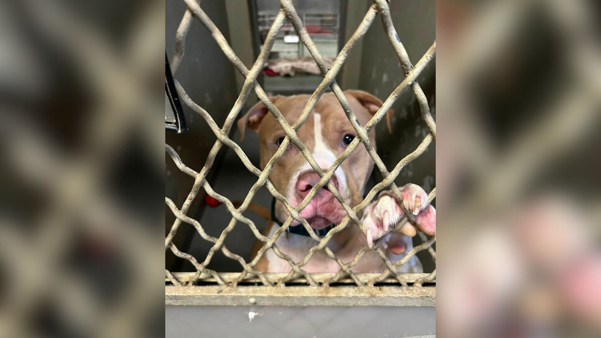 dog in shelter