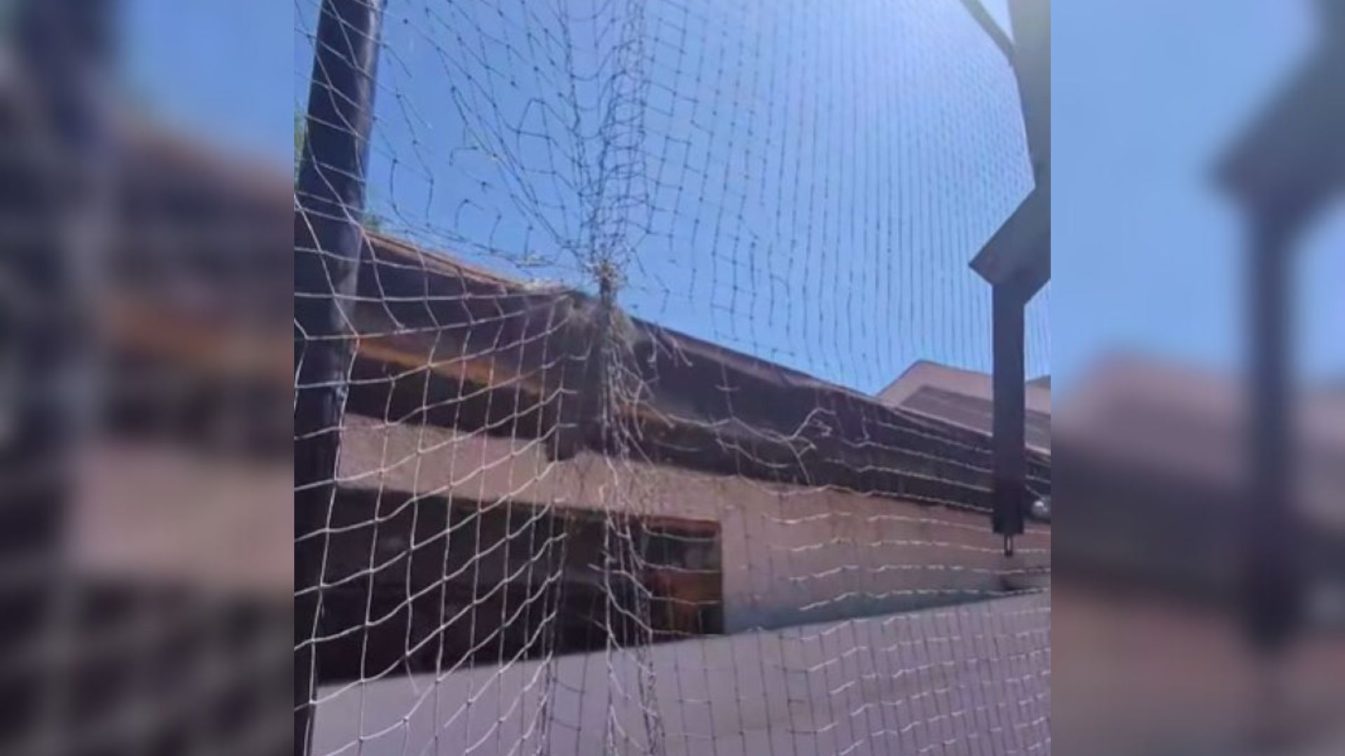 New York Rescue Turns Into Heart-Melting Surprise When Tiny Animal Trapped In Net Shows Its True Self