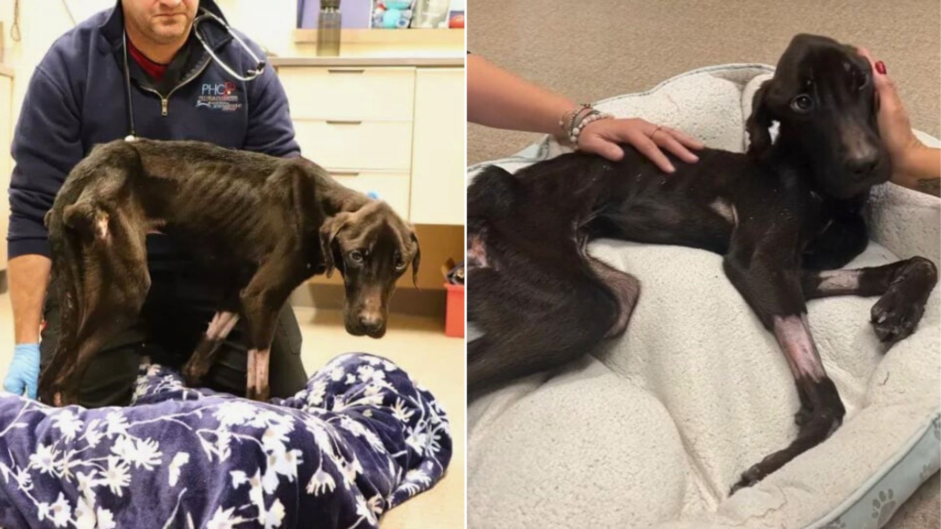 New York Rescuers Act Quickly After Hearing About Abandoned Pup In Critical Condition