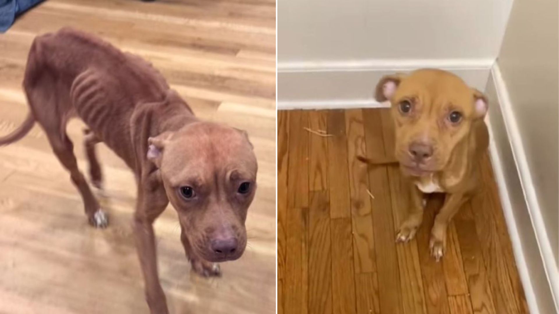 skinny dog