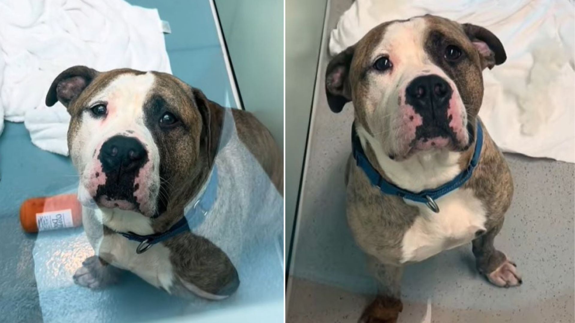 New York Shelter Dog Finds Forever Home After Stealing Hearts In Viral TikTok Trend