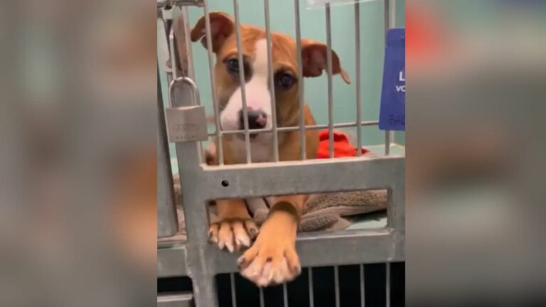 pup reaching through the kennel