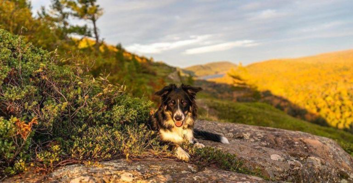 New York State Parks With Beautiful Fall Trails For Dogs