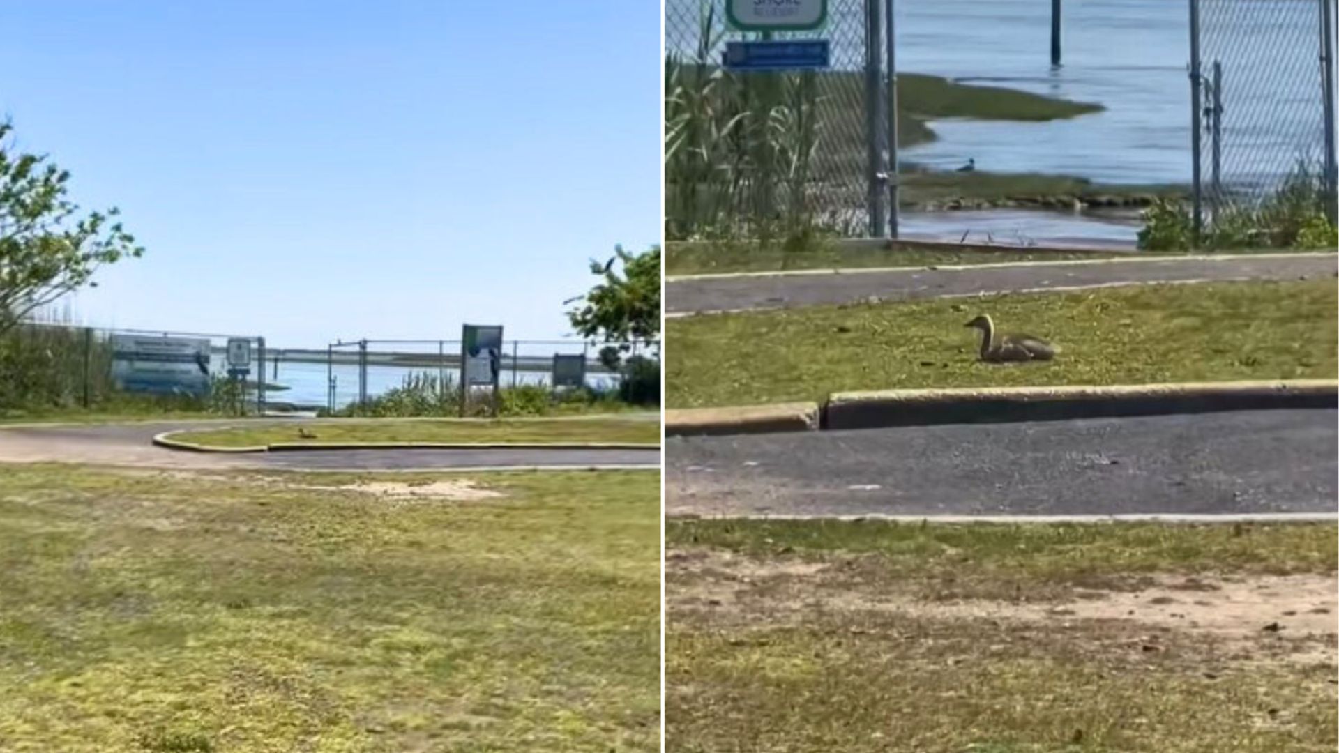 New York Woman Sees Injured Animal In Park And Can’t Ignore Its Plea For Help