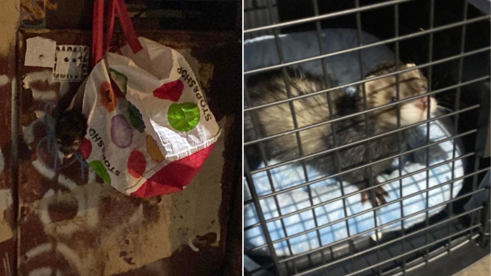 New York Woman Shocked By What She Found Inside A Bag Hanging From A Dumpster