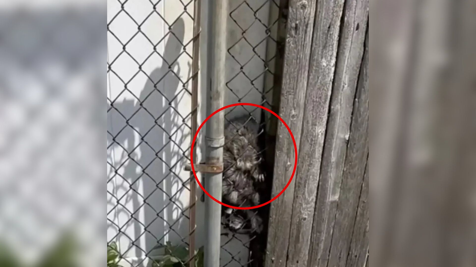 New York Woman Woken By Screams Outside Her House Is Surprised When She Discovers Who’s Responsible