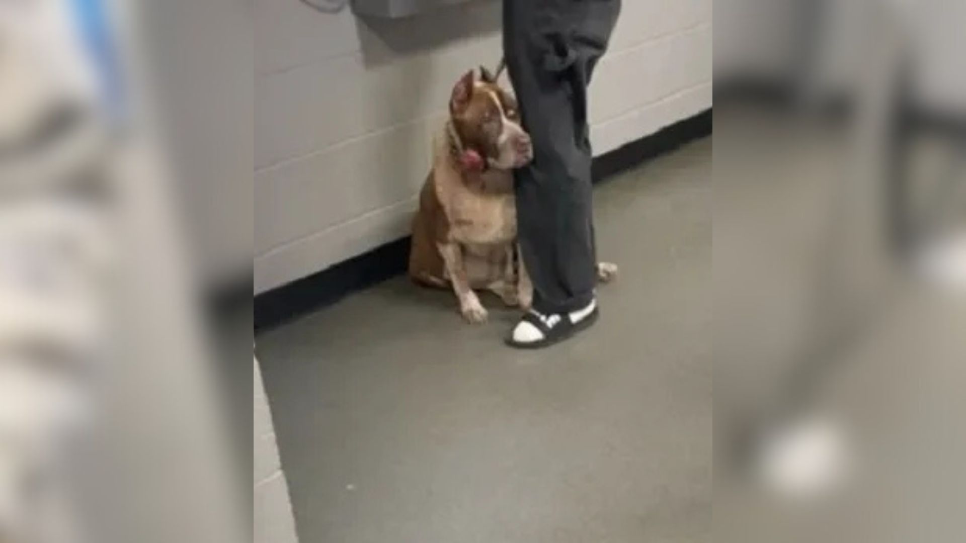 North Carolina Dog Clings Desperately To Owner Feeling Something Terrible Is About To Happen