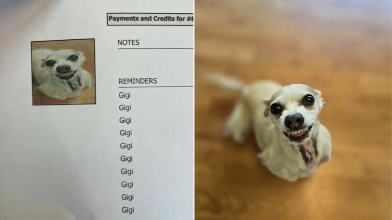 dog smiling on medical chart