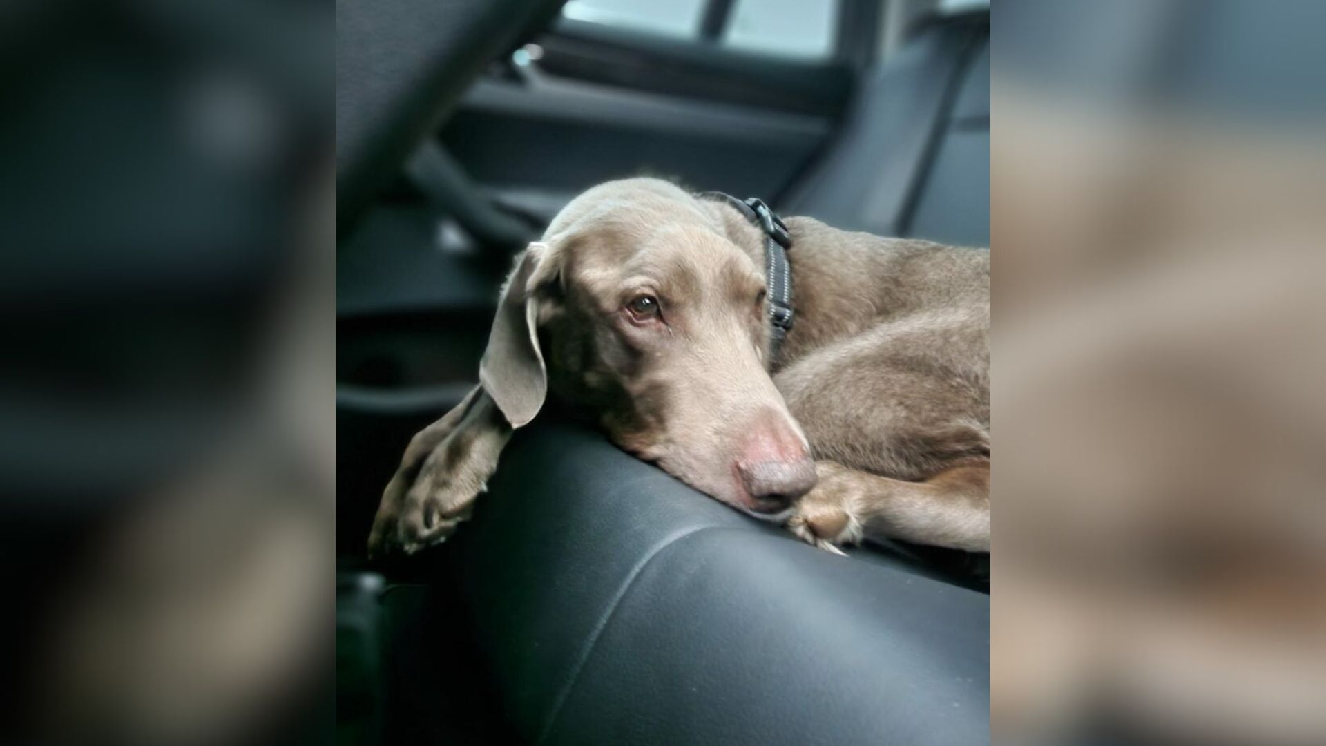 dog curled up in the backseat