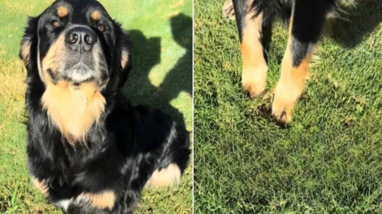golden retriever and bernese mountain dog mix