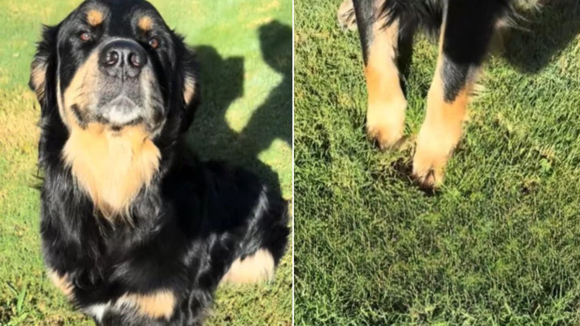 North Carolina Golden Retriever And Bernese Mountain Dog Mix Is The Internet’s New Favorite