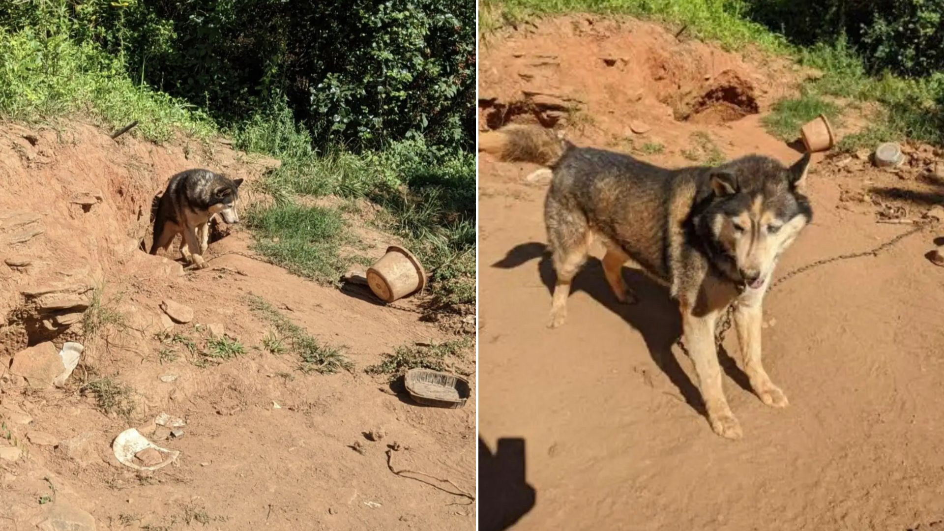 North Carolina Husky Who Endured Years On A Chain Undergoes A Touching Transformation