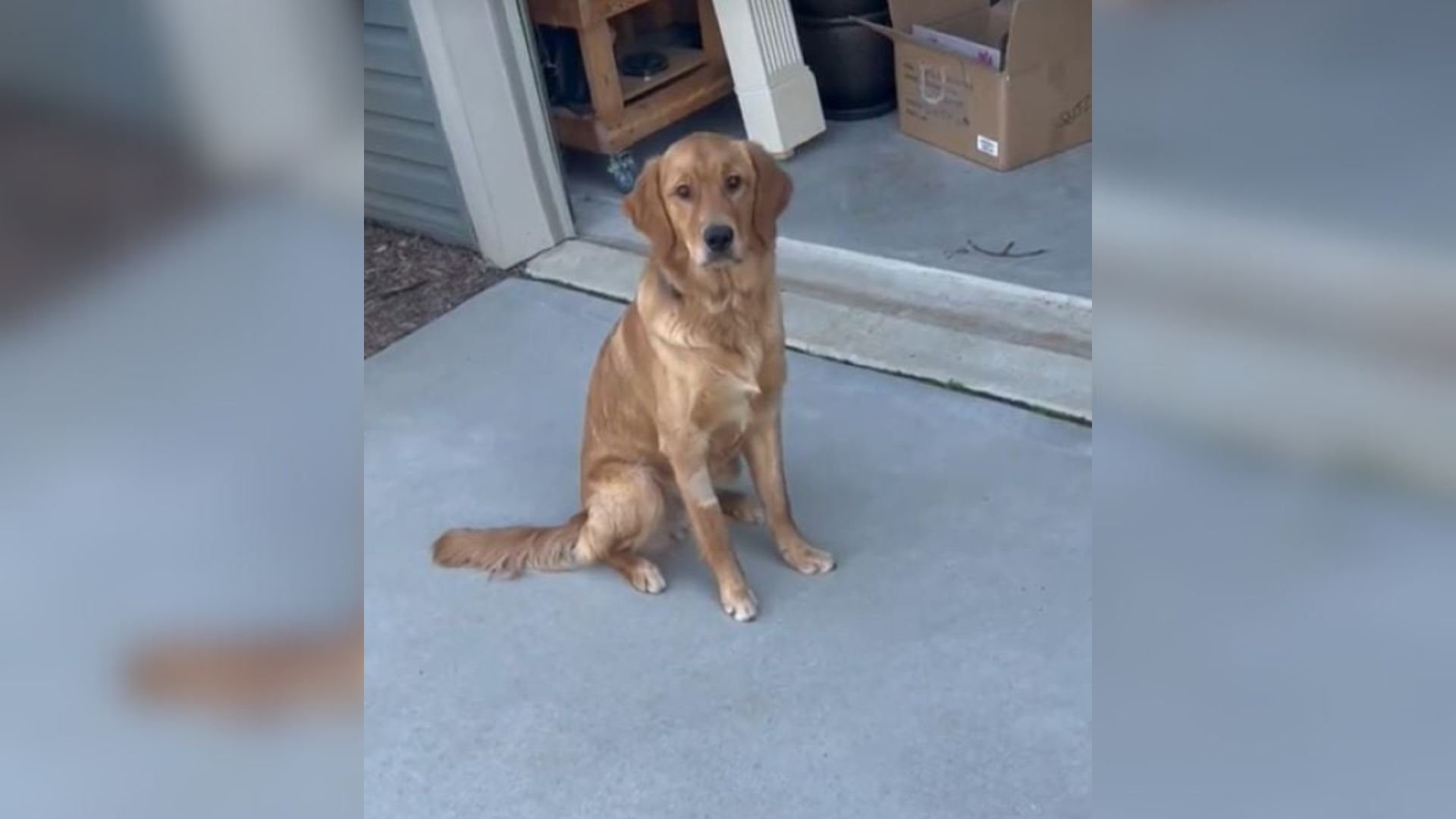 North Carolina Man Notices His Dog Limping And Discovers A Shocking Secret After Visiting The Vet