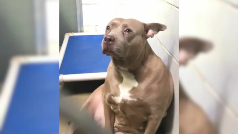Pitbull in shelter