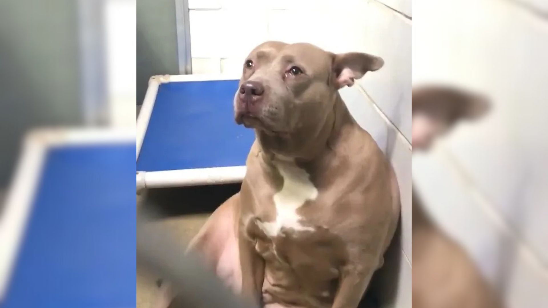 North Carolina Pitbull Separated From Her Babies And Abandoned At Shelter Can’t Stop Crying