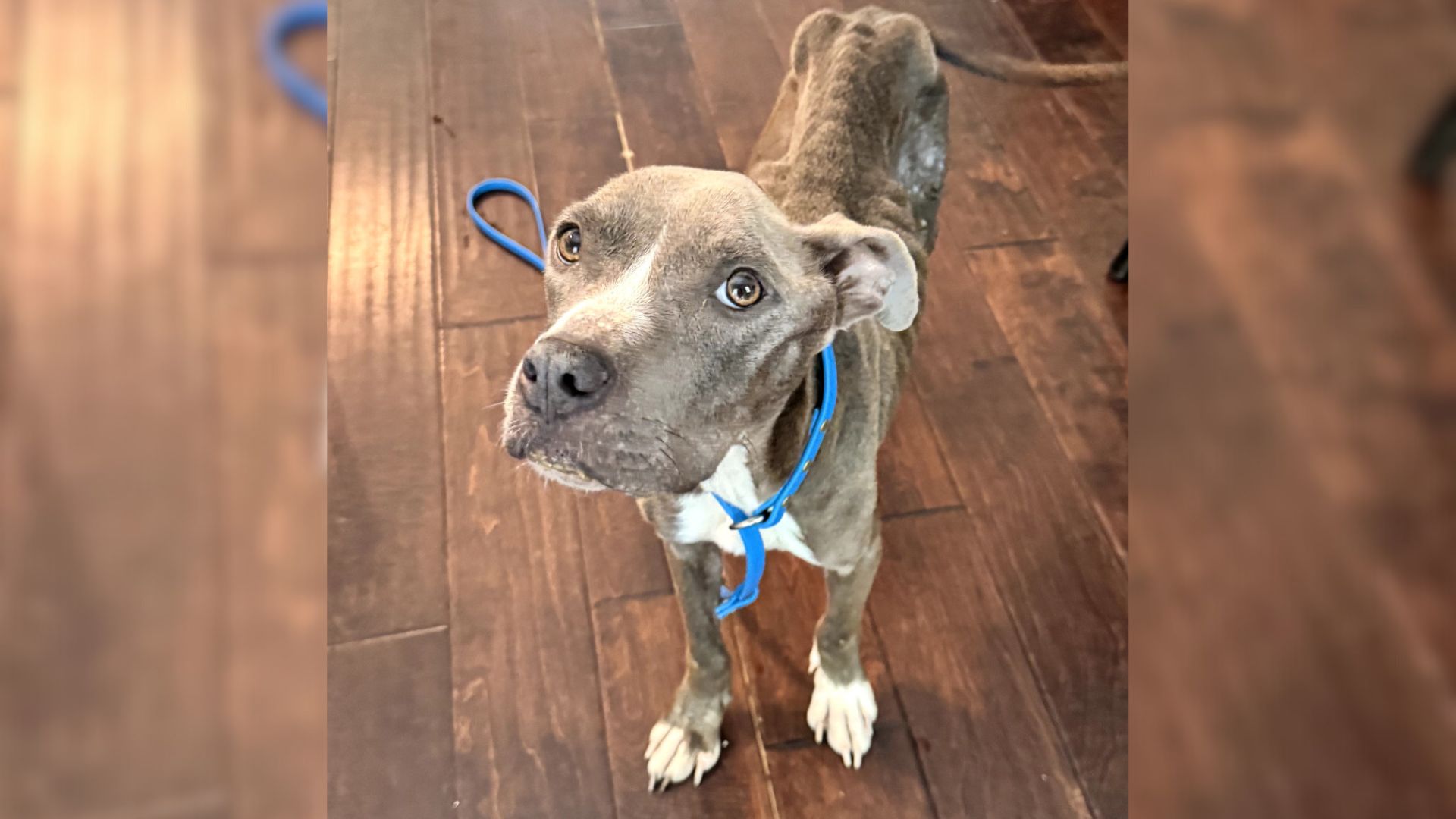North Carolina Pittie Survives Attempt To Be Pushed Off Bridge, Now She’s A Brand-New Dog